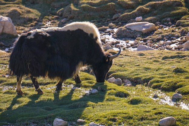 Yak su sfondo di neve in Leh ladakh