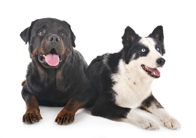 Yakutian Laika e rottweiler