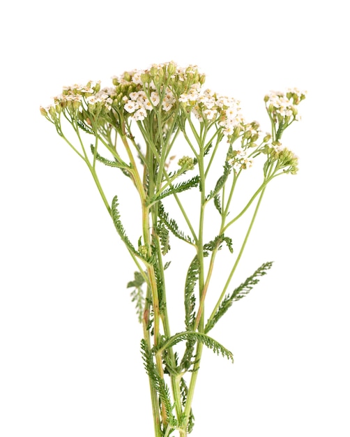 Yarrow o Achillea millefolium fiori, isolati su sfondo bianco. Pianta medicinale a base di erbe.