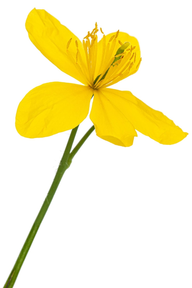 Photo yellow flower of celandine lat chelidonium isolated on white background