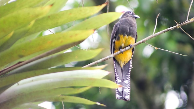 Yellowbellied Surucu Trogon viridis noto anche come Capitandomato Curuxu e Goldenbellied