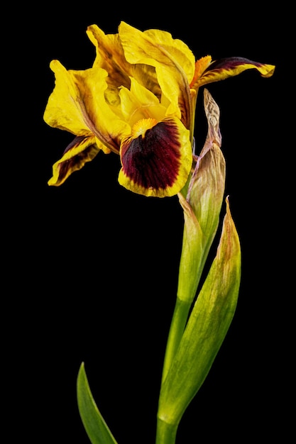 Yellowbordo fiore di iris isolato su sfondo nero