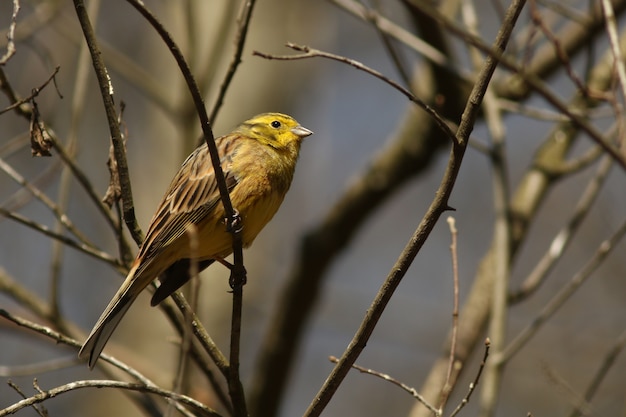 Yellowhammer!