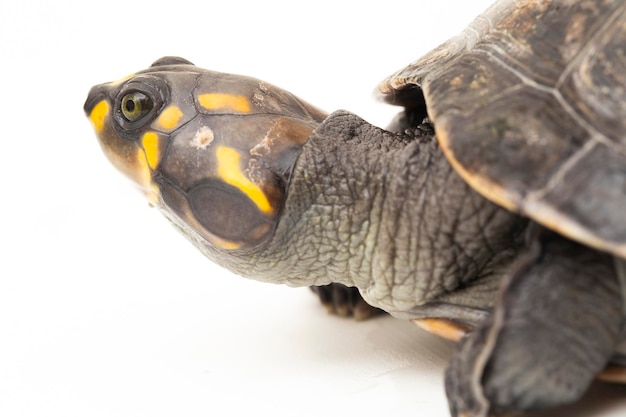 Yellowspotted Amazon River Turtle Podocnemis unifilis isolato su sfondo bianco