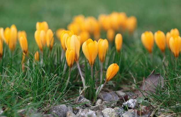 Yellwo crocus che fiorisce all'aperto