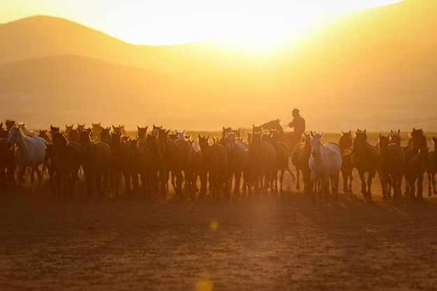 Yilki cavalli in esecuzione nel campo Kayseri Turchia