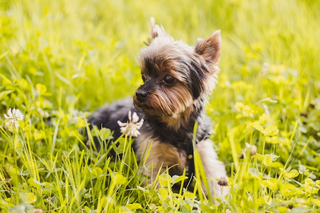 Yokshire Terrier per una passeggiata nell'erba