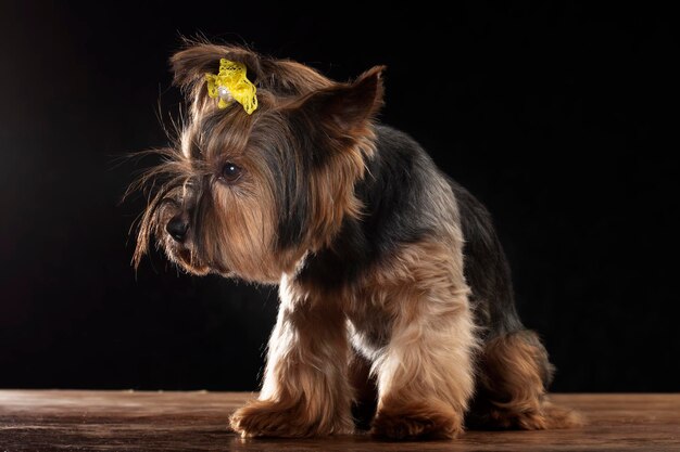 Yorkie terrier in studio su sfondo nero