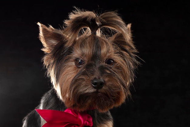 Yorkie terrier in studio su sfondo nero