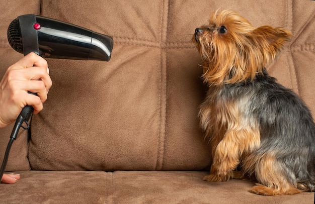 Yorkshire in cabina per cani Mani femminili con asciugacapelli su un cane Yorkshire