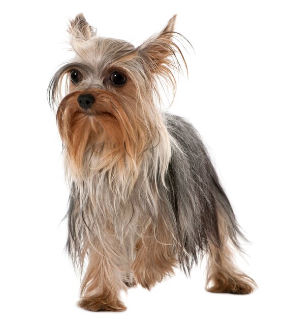 Yorkshire Terrier, 1 anno di età, in piedi davanti al muro bianco