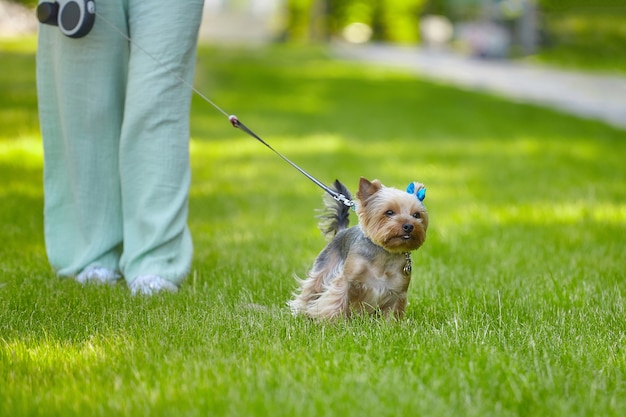 Yorkshire terrier a passeggio. un cane al guinzaglio corre tra l'erba verde.