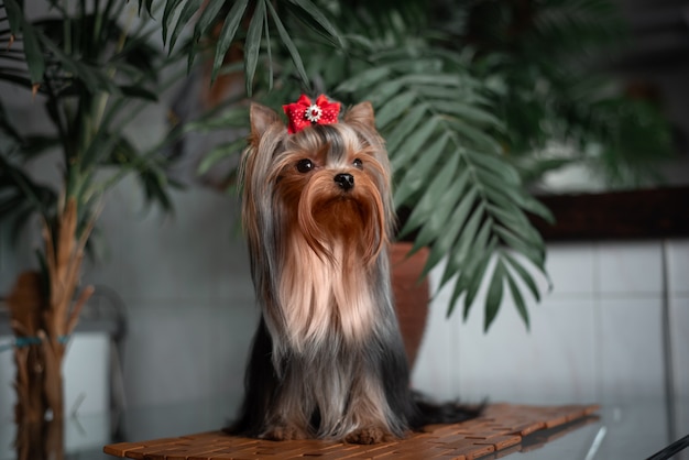 Yorkshire Terrier all'interno. Bella toelettatura.