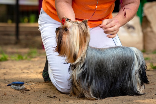 Yorkshire terrier alla mostra canina. In posa davanti alla giuria...