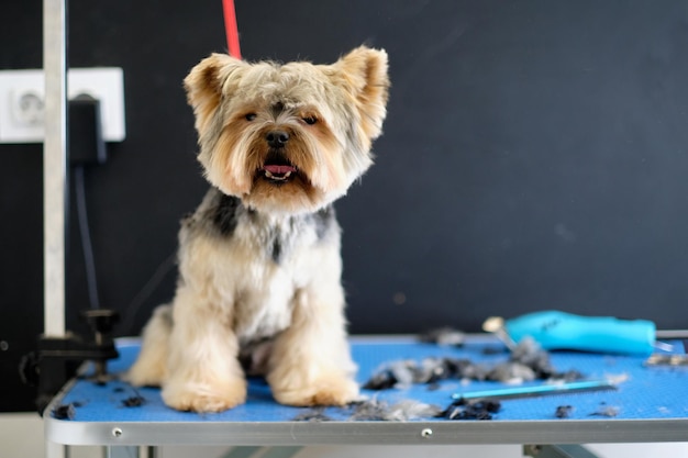 Yorkshire terrier alla toelettatura nel salone si siede sul tavolo accanto agli strumenti di toelettatura sparsi