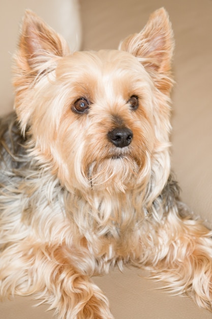 Yorkshire terrier bello e piacevole che riposa su uno strato