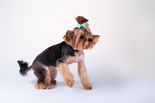 Yorkshire Terrier cane con un bel fiocco in testa