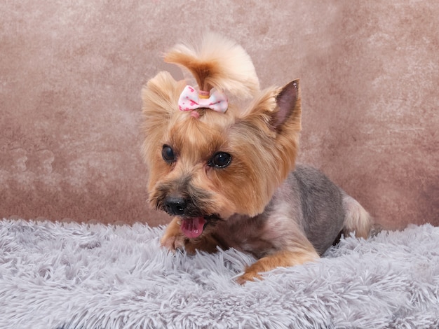 Yorkshire Terrier cane dopo la toelettatura su un'annata su un bellissimo tappeto