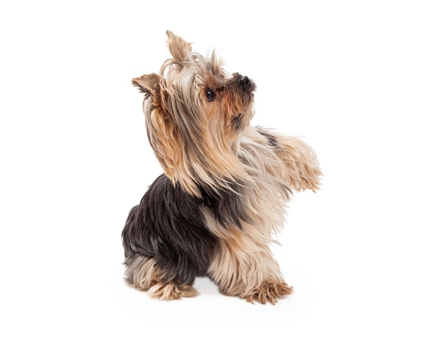 Yorkshire Terrier cane seduto e zampa che si estende