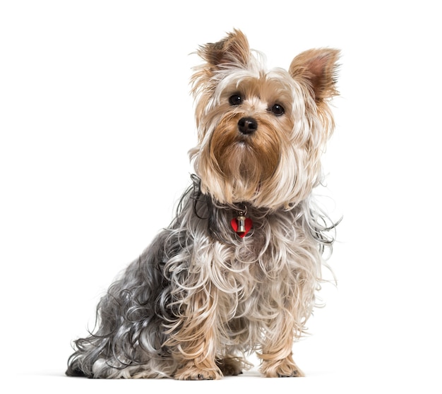 Yorkshire terrier cane seduto su sfondo bianco