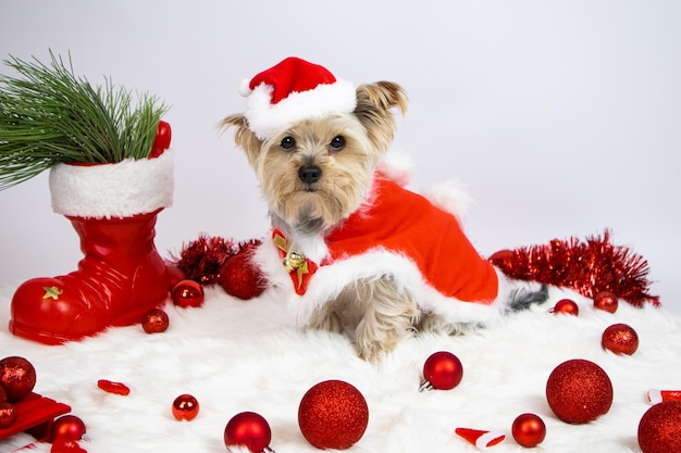 Yorkshire terrier cane vestito da Babbo Natale si siede su un tappeto morbido, palle di Natale