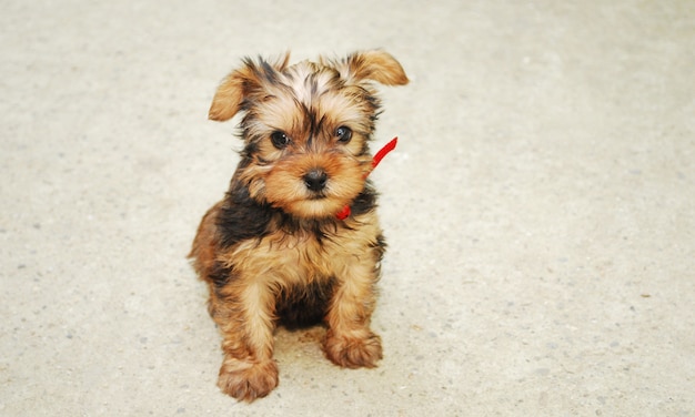 Yorkshire Terrier cane