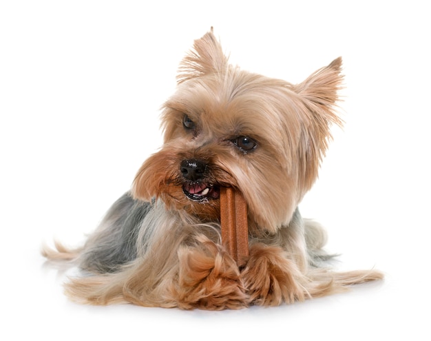 Yorkshire terrier che rosicchia un osso