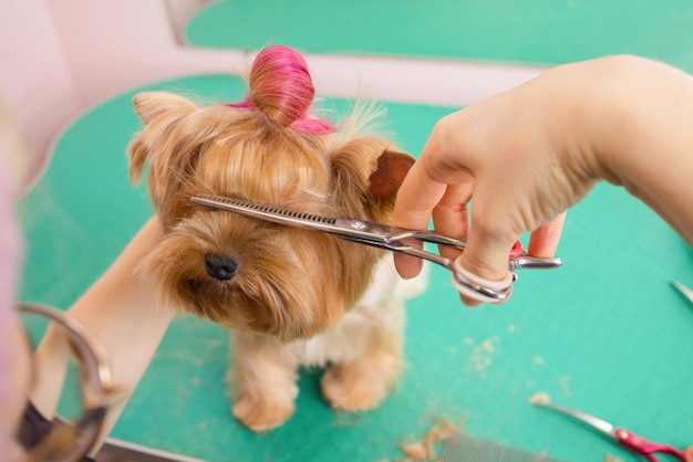Yorkshire terrier che si fa tagliare i capelli dal battipista.