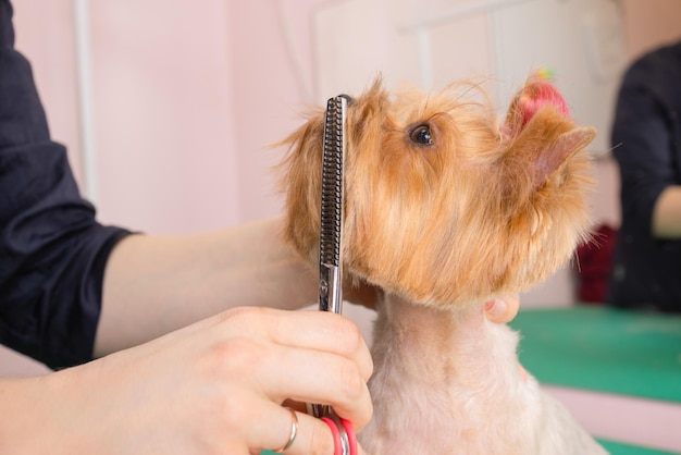 Yorkshire terrier che si fa tagliare i capelli dal battipista.