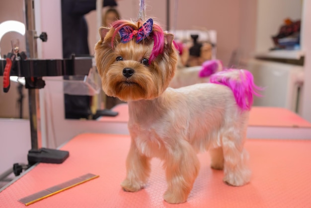 Yorkshire terrier che si fa tagliare i capelli dal battipista.