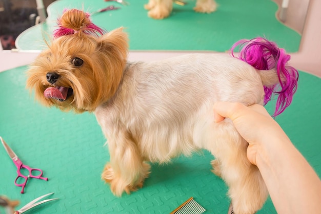 Yorkshire terrier che si fa tagliare i capelli dal toelettatore