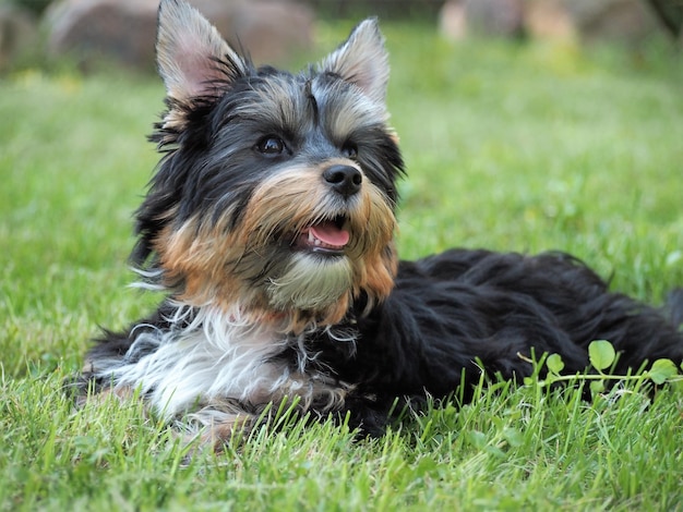 Yorkshire terrier che si rilassa sul campo erboso