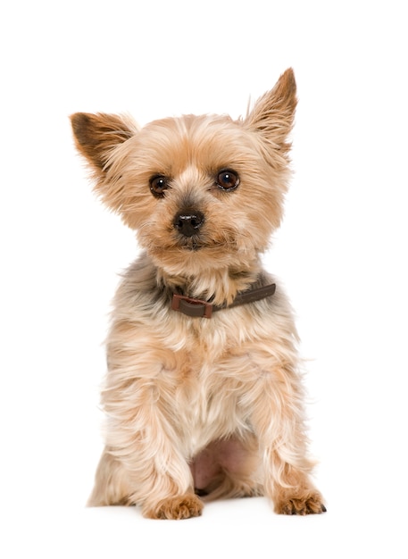 Yorkshire Terrier con 10 anni. Ritratto di cane isolato