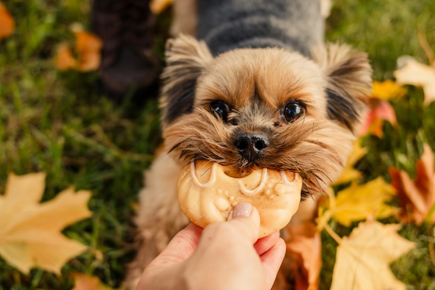 Yorkshire terrier con i capelli corti portando giocattolo