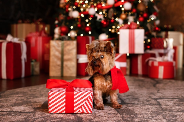 Yorkshire Terrier con un regalo di Natale sullo sfondo di un albero di Natale splendidamente decorato e regali. Biglietto natalizio