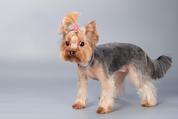 Yorkshire terrier con una coda di cavallo di capelli sul primo piano della sua testa