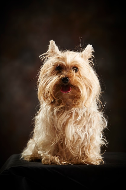 Yorkshire terrier cucciolo. Cagnolino.