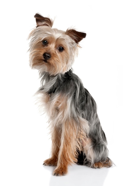 Yorkshire Terrier cucciolo con 8 mesi. Ritratto di cane isolato