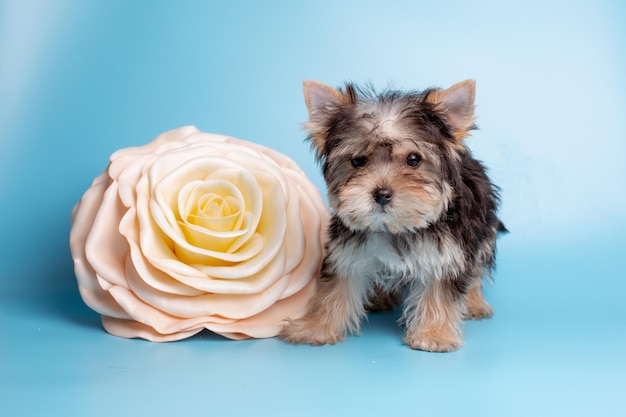 Yorkshire terrier cucciolo con un bouquet di fiori primaverili su sfondo blu