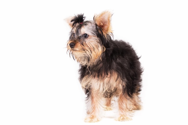 Yorkshire Terrier cucciolo di cane su uno sfondo bianco in studio