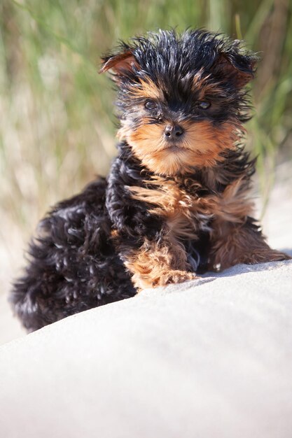 Yorkshire terrier cucciolo sulla spiaggia Concetto di vacanza con i cani