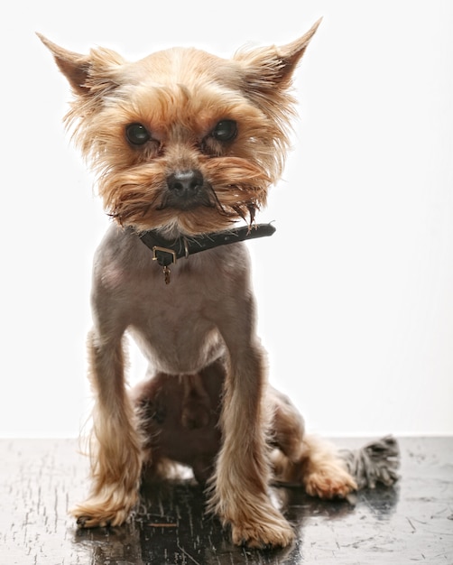 Yorkshire terrier cucciolo