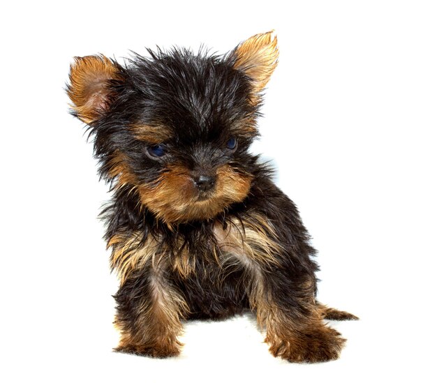 Yorkshire Terrier cucciolo