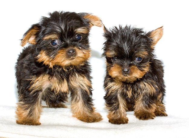 Yorkshire Terrier cucciolo