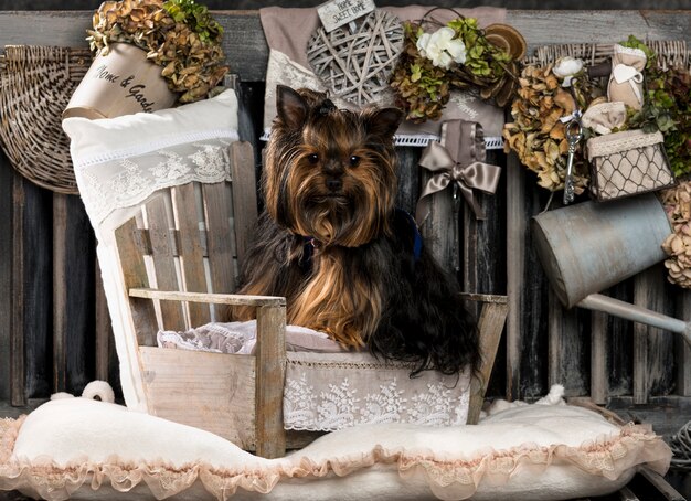 Yorkshire terrier davanti a una parete rustica