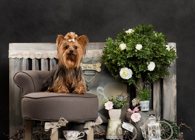 Yorkshire terrier davanti a una parete rustica