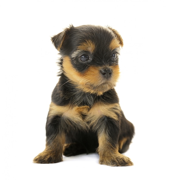Yorkshire Terrier davanti a uno sfondo bianco