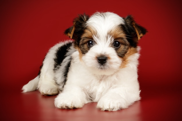 Yorkshire terrier di Biewer su fondo colorato