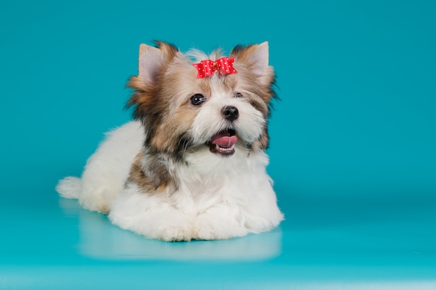 Yorkshire terrier di Biewer su fondo colorato