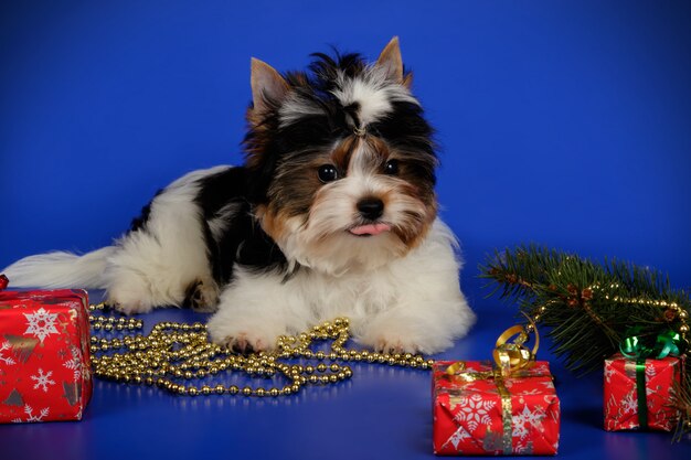 Yorkshire terrier di Biewer su fondo colorato